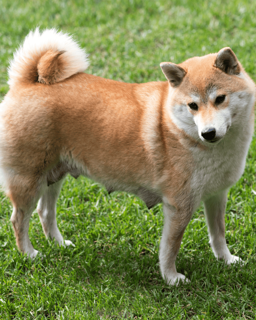 15 Dog Breeds That Define Faithful Companionship (25)