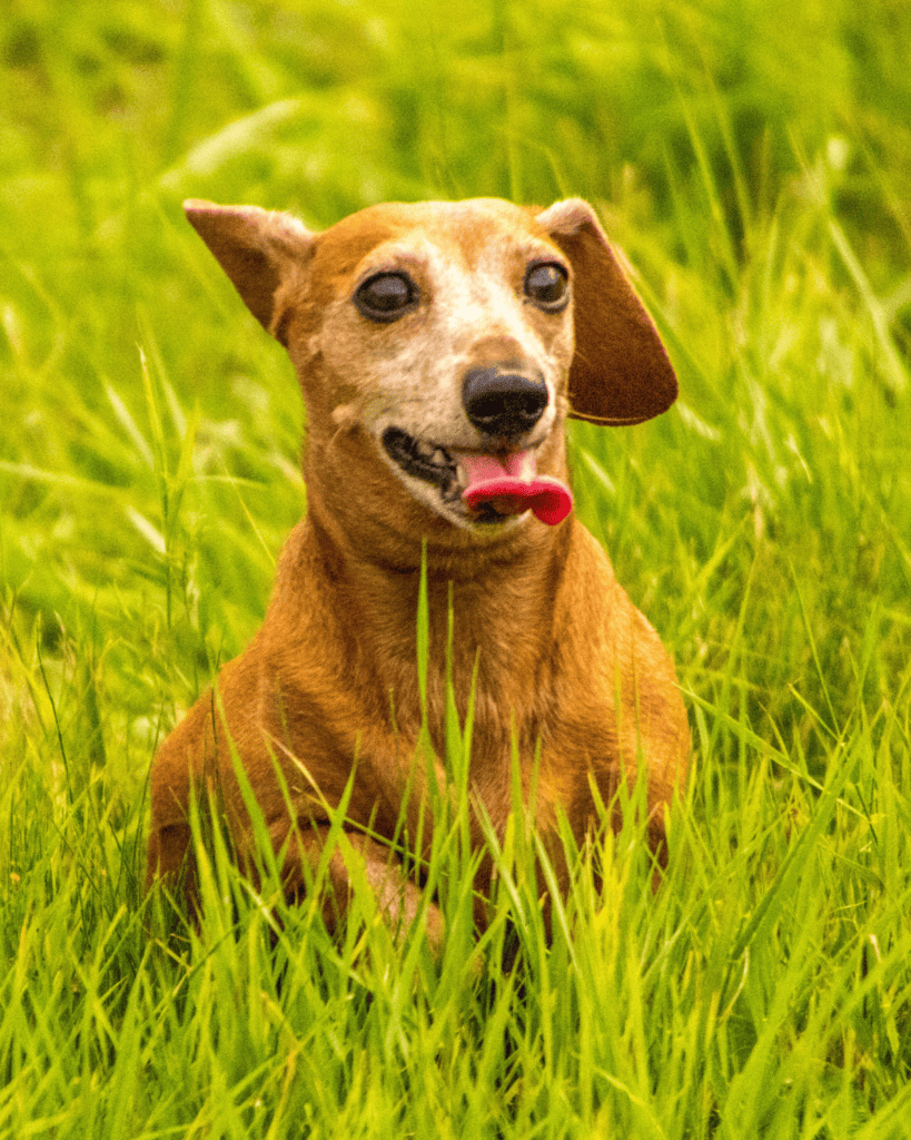 15 Dog Breeds That Define Faithful Companionship (28)