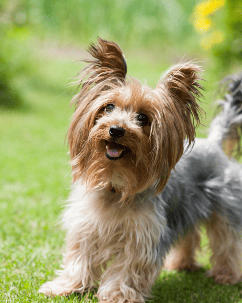 15 Dog Breeds That Define Faithful Companionship (5)