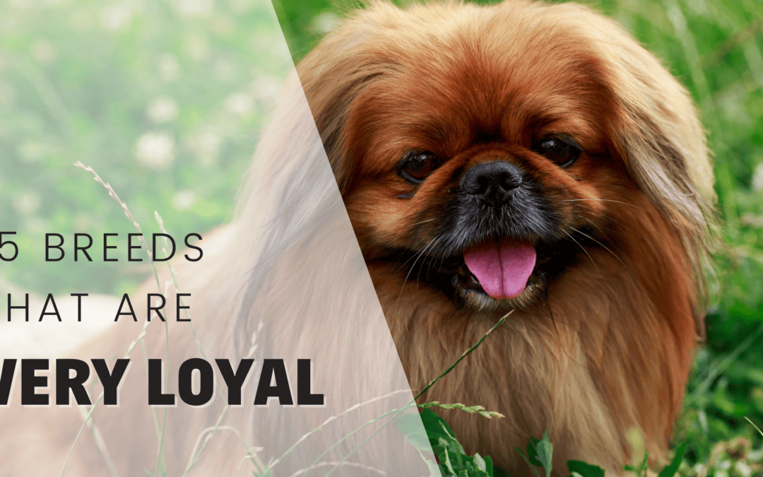 15 Most Loyal Dog Breeds – It’s been decided!