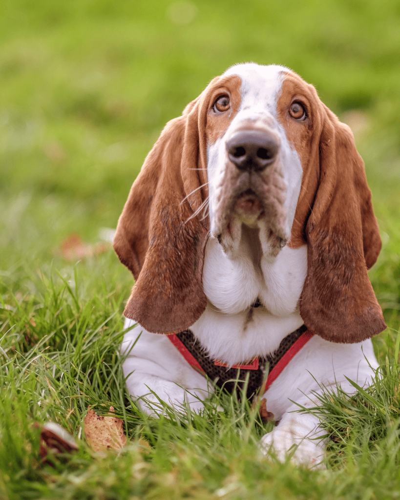 18 Ideal Dog Breeds for Full Time Workers (1)