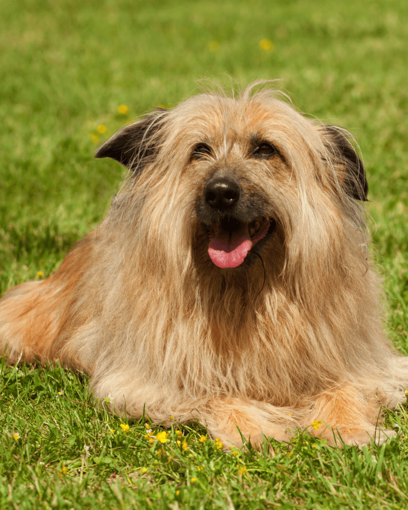 18 Ideal Dog Breeds for Full Time Workers (12)
