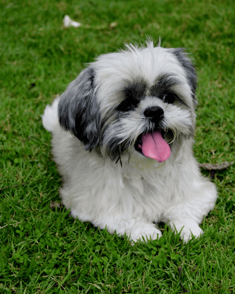 18 Ideal Dog Breeds for Full Time Workers (16)