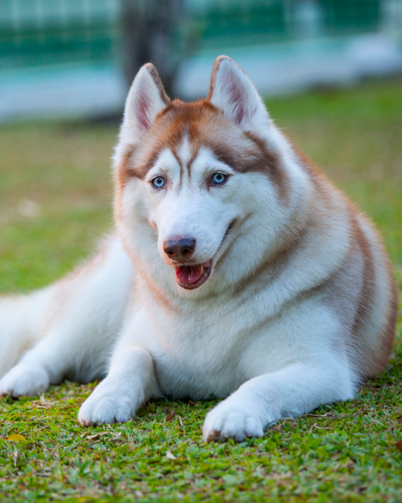 18 Ideal Dog Breeds for Full Time Workers (22)