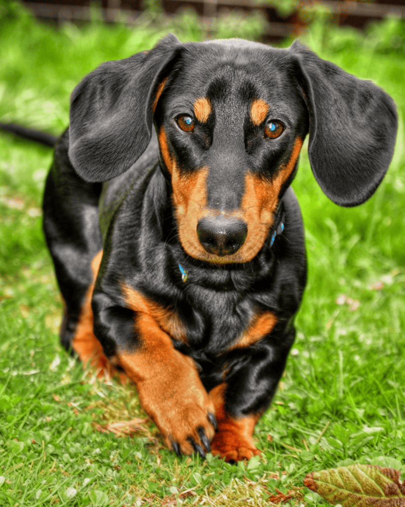 18 Ideal Dog Breeds for Full Time Workers (7)