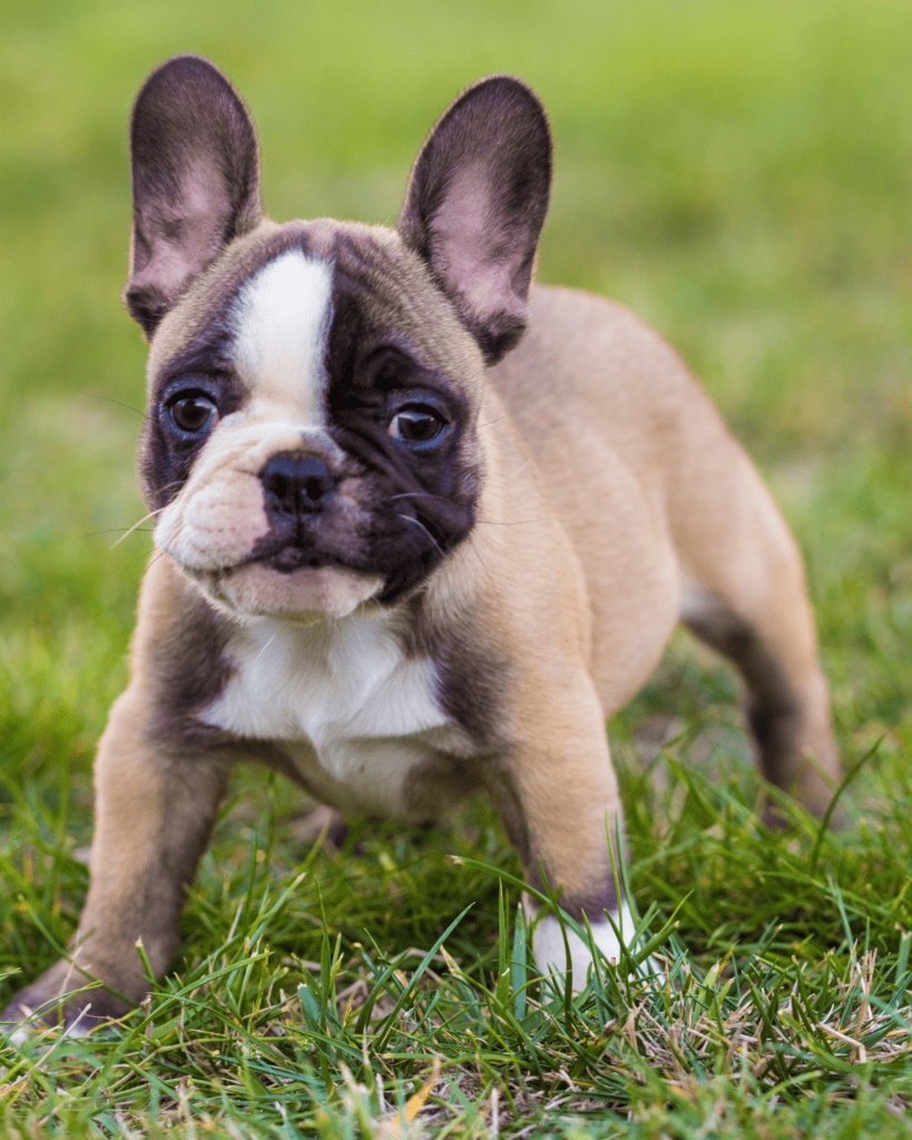 18 Ideal Dog Breeds for Full Time Workers (8)