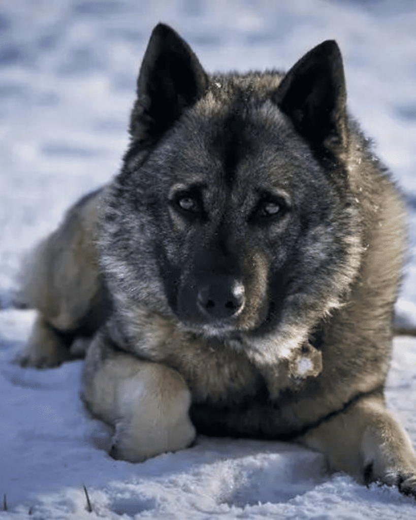 Badass Viking Dog Names for Your Fierce Companion (3)