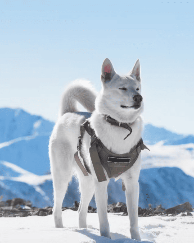 Badass Viking Dog Names for Your Fierce Companion (4)