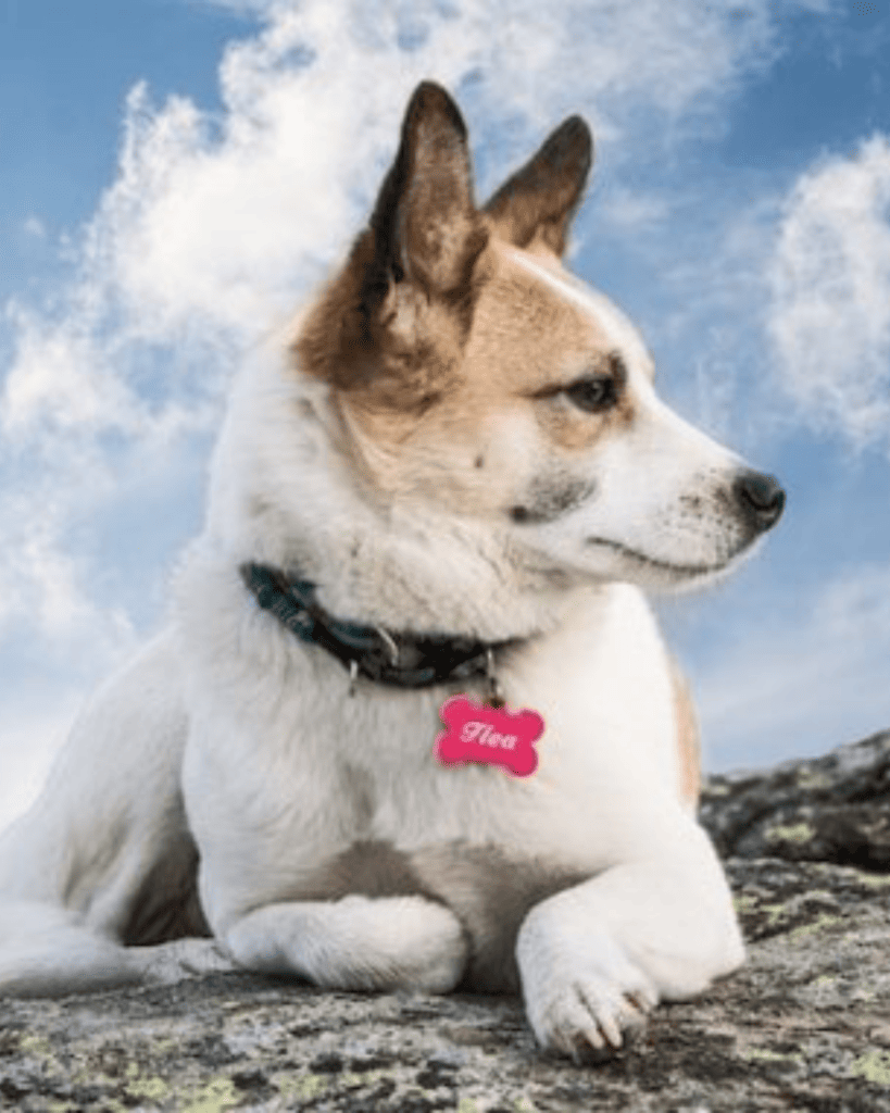 Badass Viking Dog Names for Your Fierce Companion (5)
