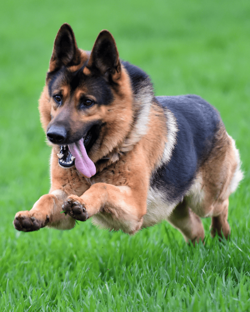 Breeds Behind the Military's Canine Forces 1
