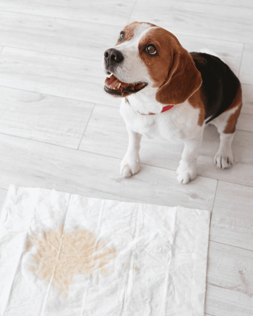How To Train A Dog From Peeing In The House (9)