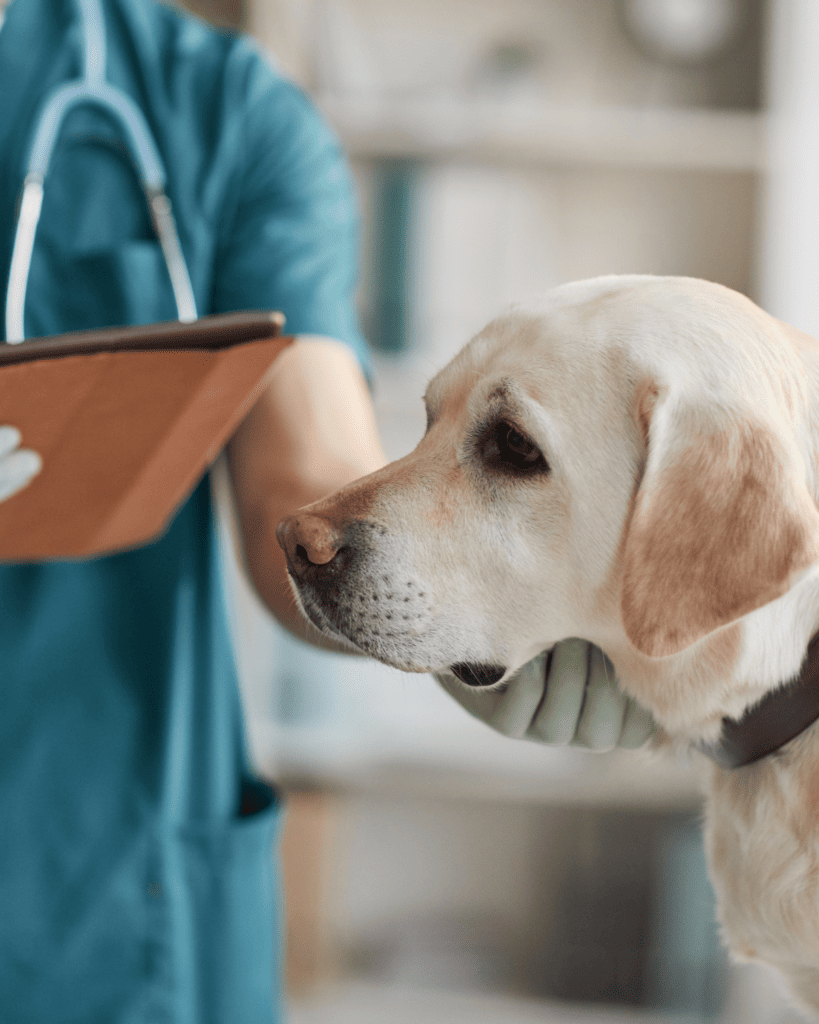 How To Train Your Dog Like A Service Dog (10)