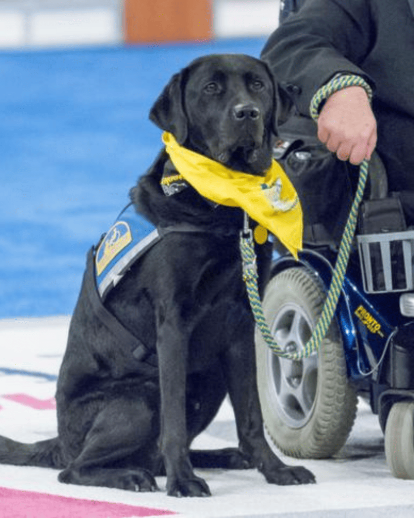 How To Train Your Dog Like A Service Dog (2)