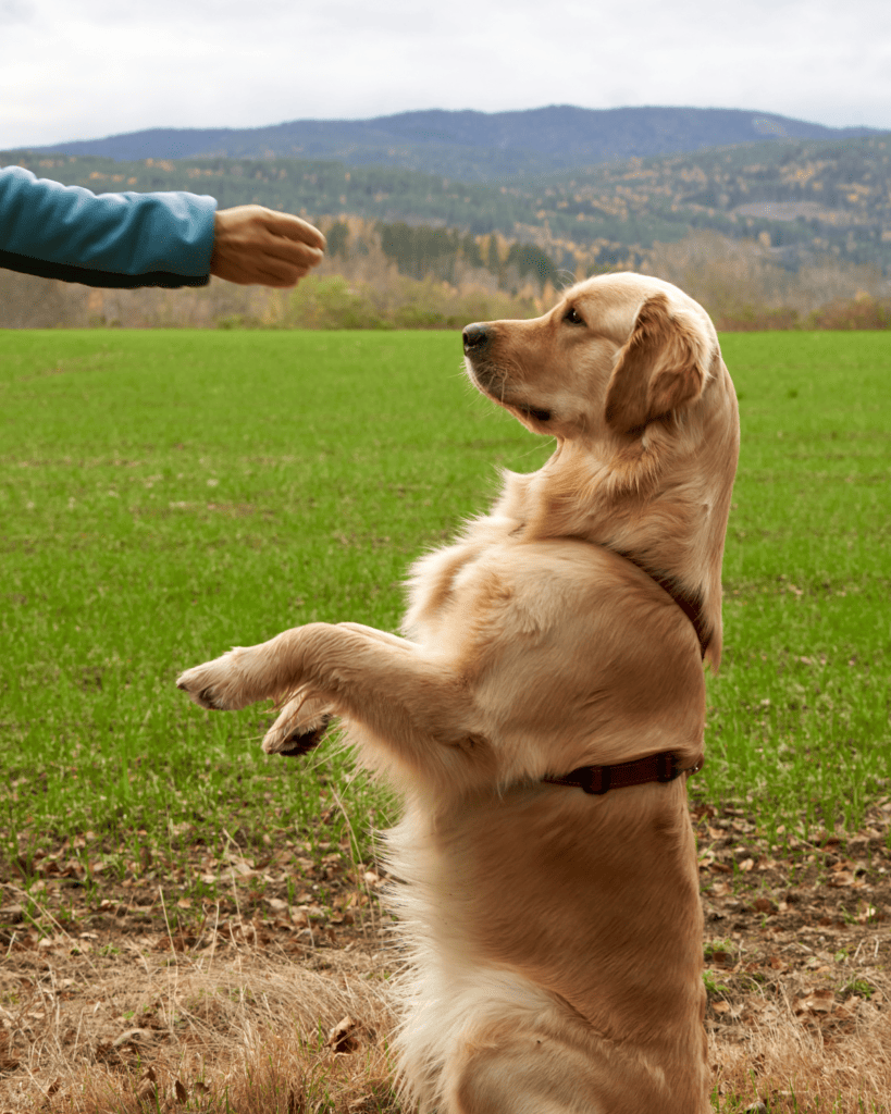 How To Train Your Dog Like A Service Dog (3)