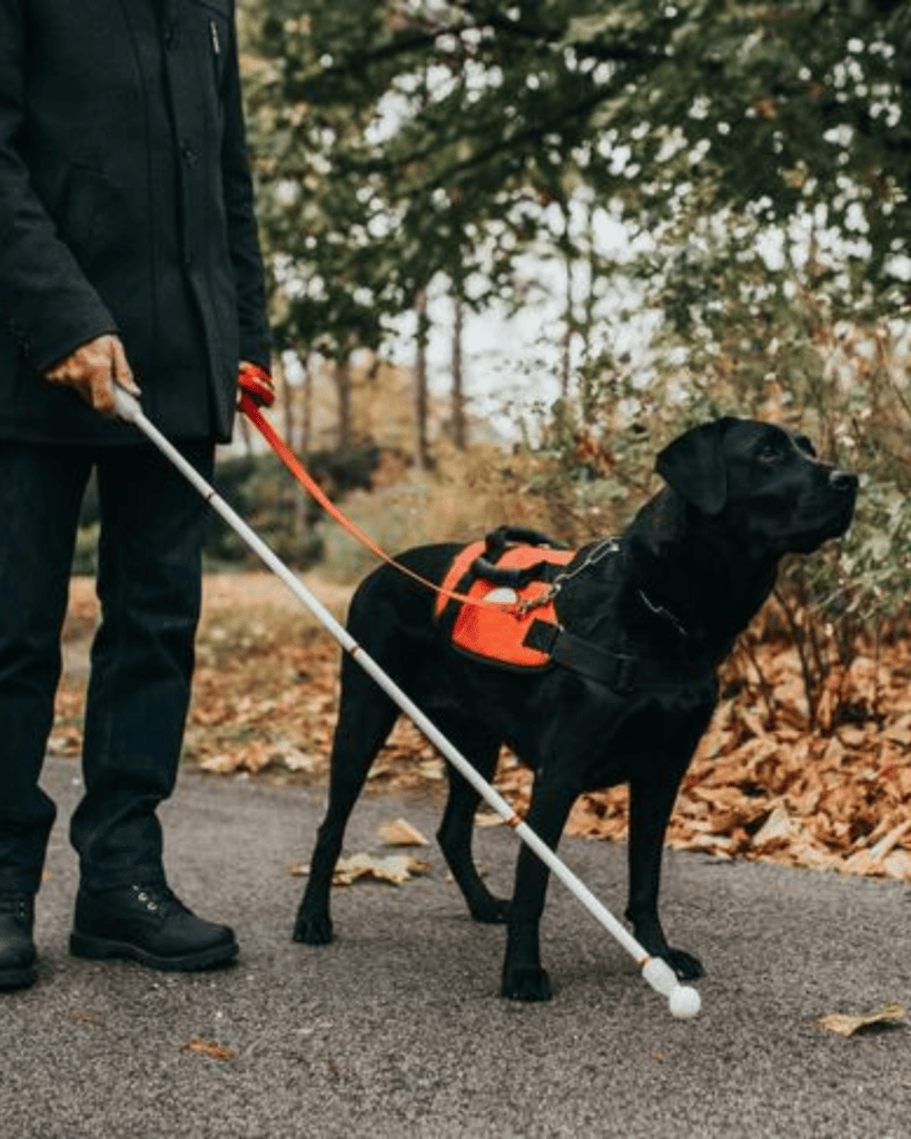 How To Train Your Dog Like A Service Dog (4)