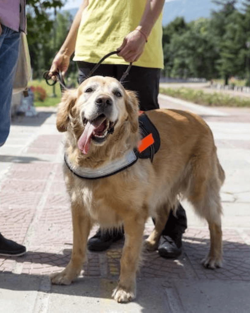How To Train Your Dog Like A Service Dog (5)