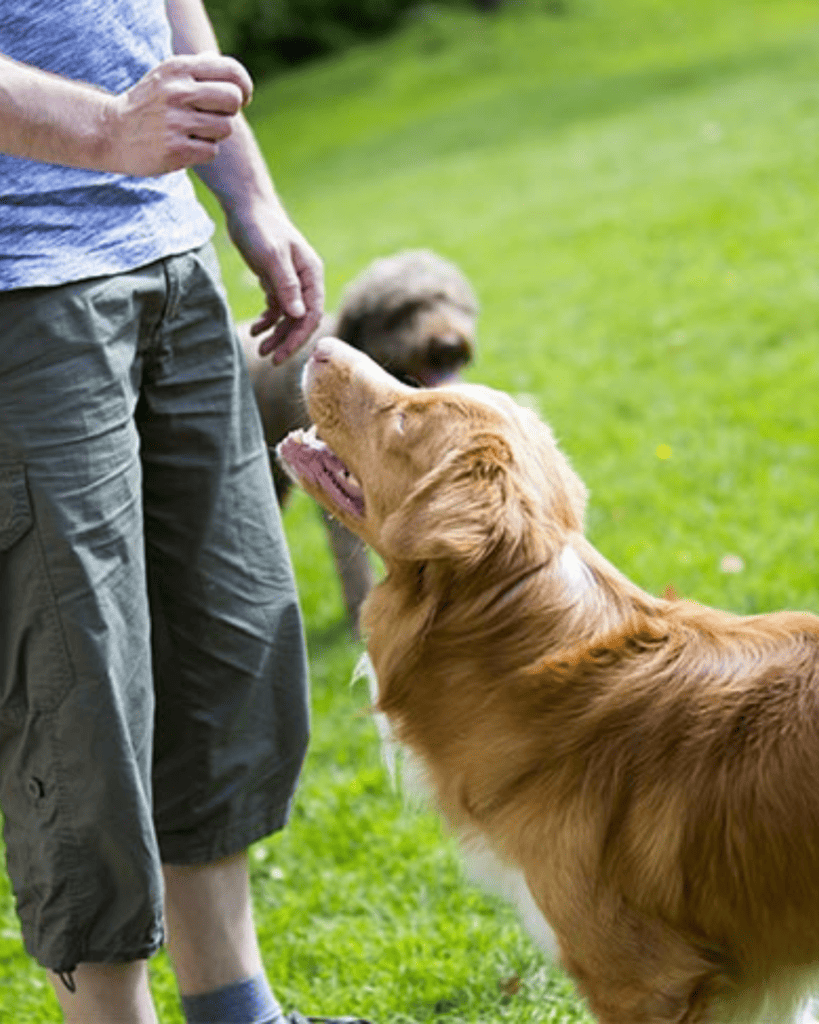 How To Train Your Dog Like A Service Dog (6)