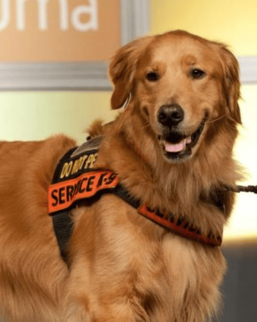 How To Train Your Dog Like A Service Dog (7)
