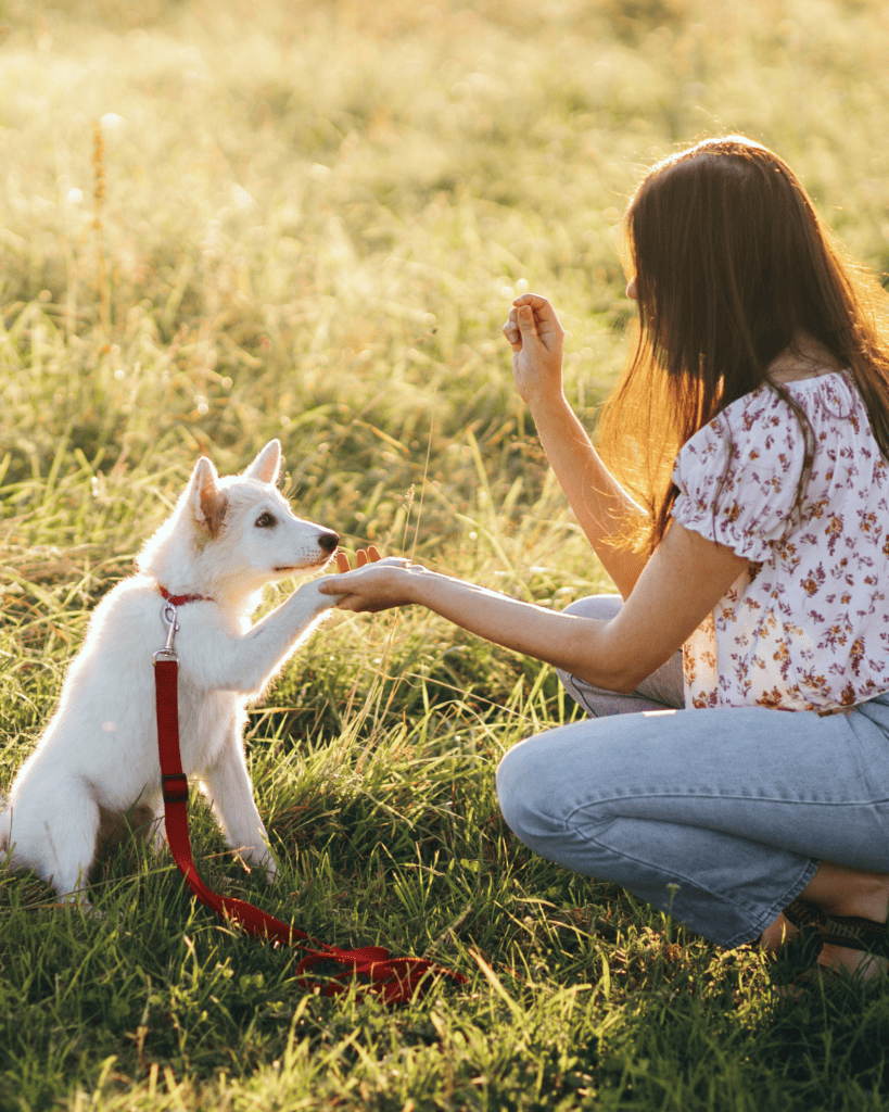How To Train Your Dog Like A Service Dog (8)