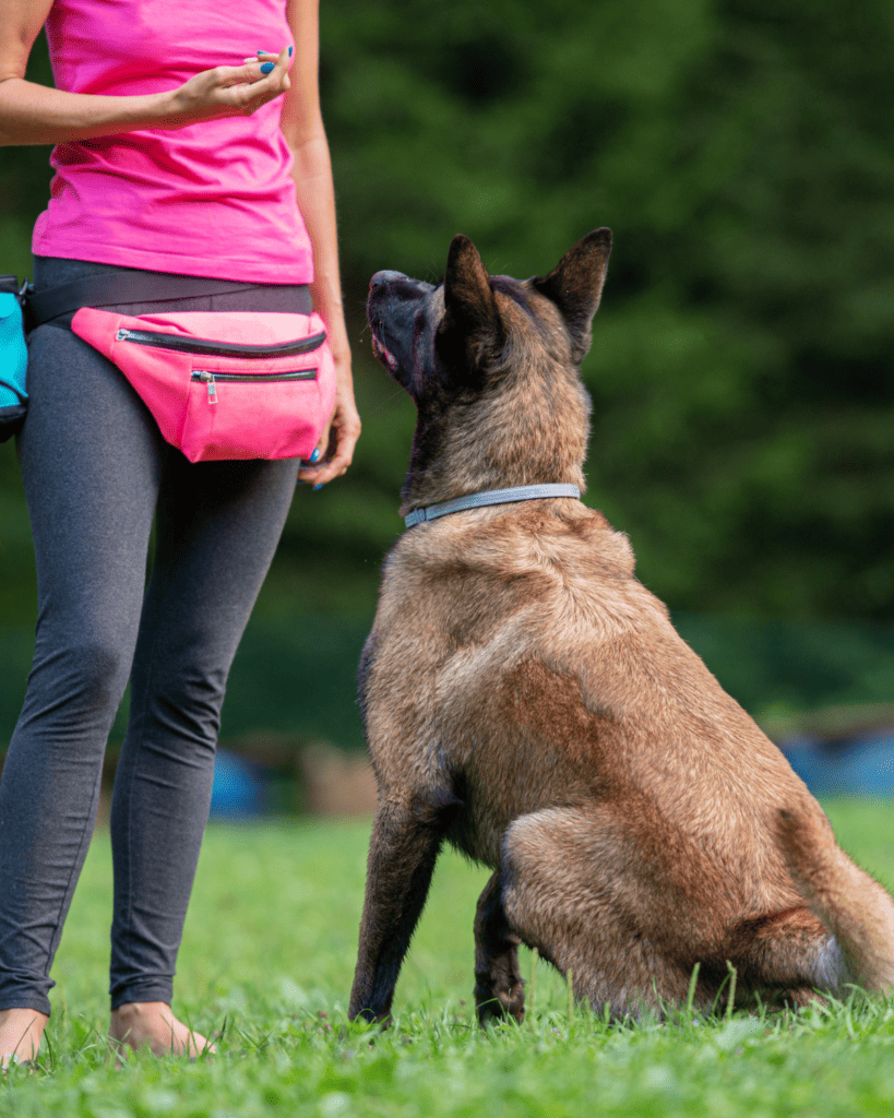 How To Train Your Dog Like A Service Dog