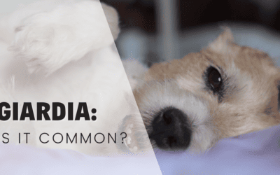 Is Giardia Common in Puppies? Understanding the Prevalence and Prevention