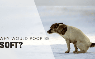 Is Puppy Poop Supposed to Be Soft? Understanding Your Puppy’s Digestive Health