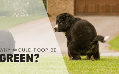 Why Is My Puppy’s Poop is Green? What It Means!