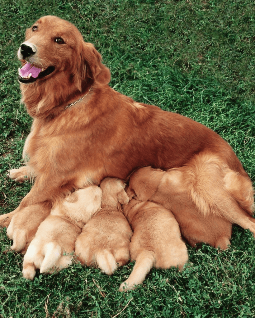 What Age Can A Dog Have Puppies (1)