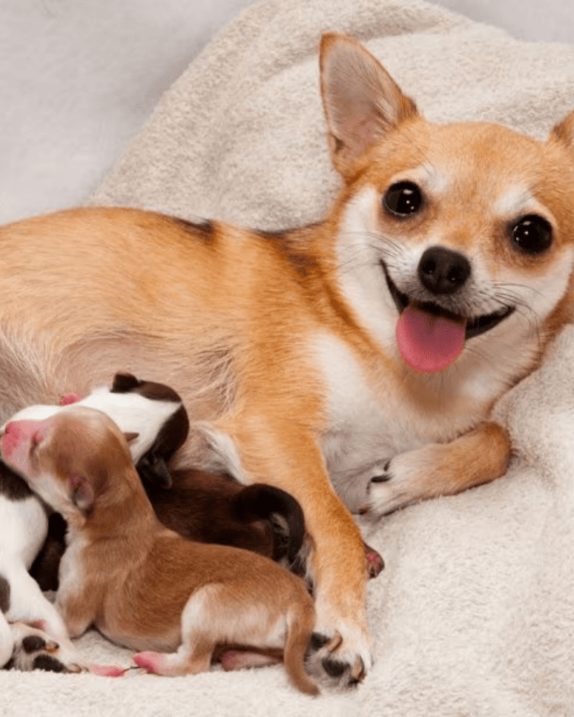What Age Can A Dog Have Puppies (2)