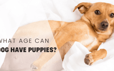 What Age Can A Dog Have Puppies? A Guide to Responsible Breeding Practices