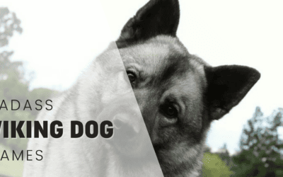 Over 200 Badass Viking Dog Names for Your Fierce Companion