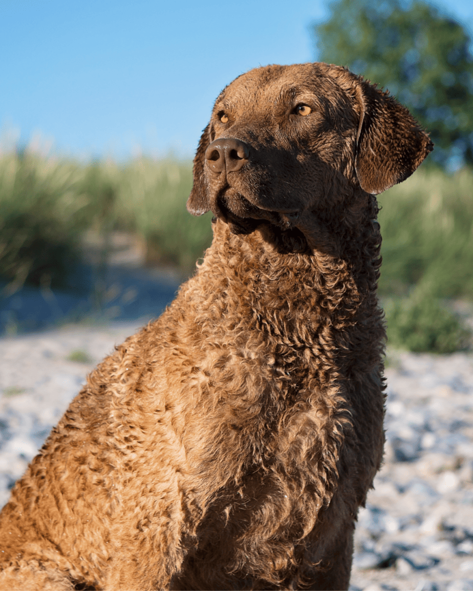 Chesapeake Bay Retriever, Light, Dog Breed Baseball Cap