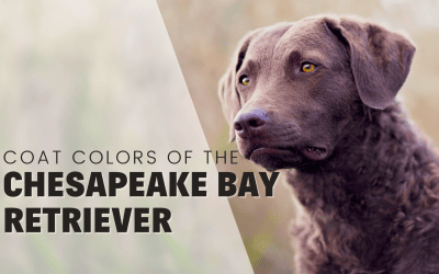 Chesapeake Bay Retriever: Coat Colors & Markings