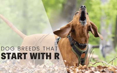 16 Dog Breeds That Start With R