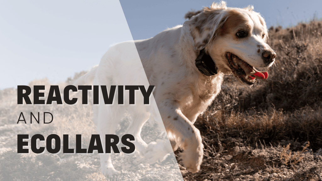 ecollar and reactive dogs