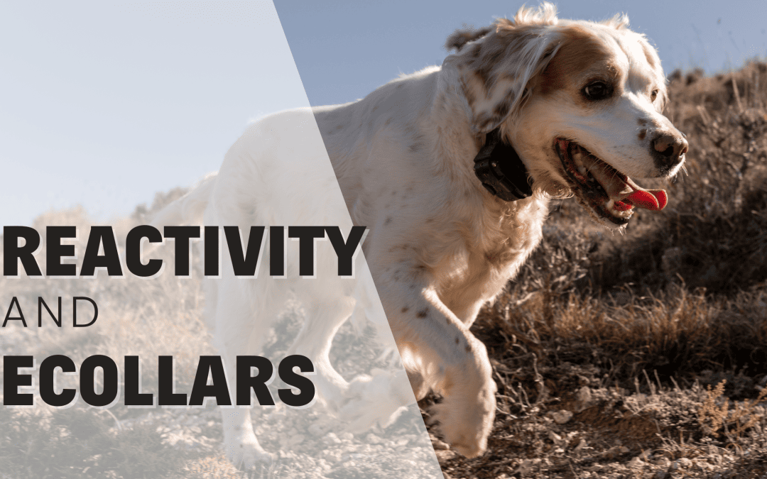 Reactive Dogs & E-Collars: Can They Be Used In Effective Training?