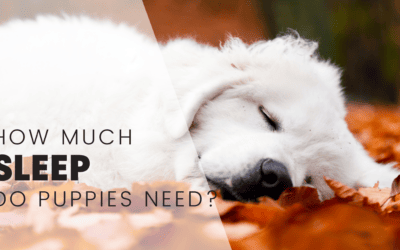 How Much Sleep Do Puppies Need? An In-depth Guide