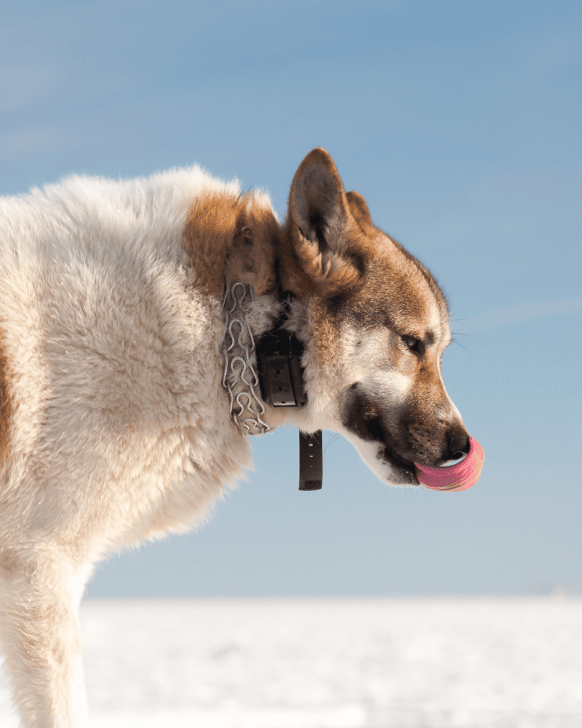 reactive dog ecollar shock collar 1