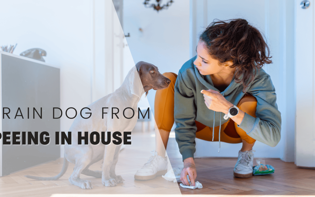 How To Train A Dog From Peeing In The House