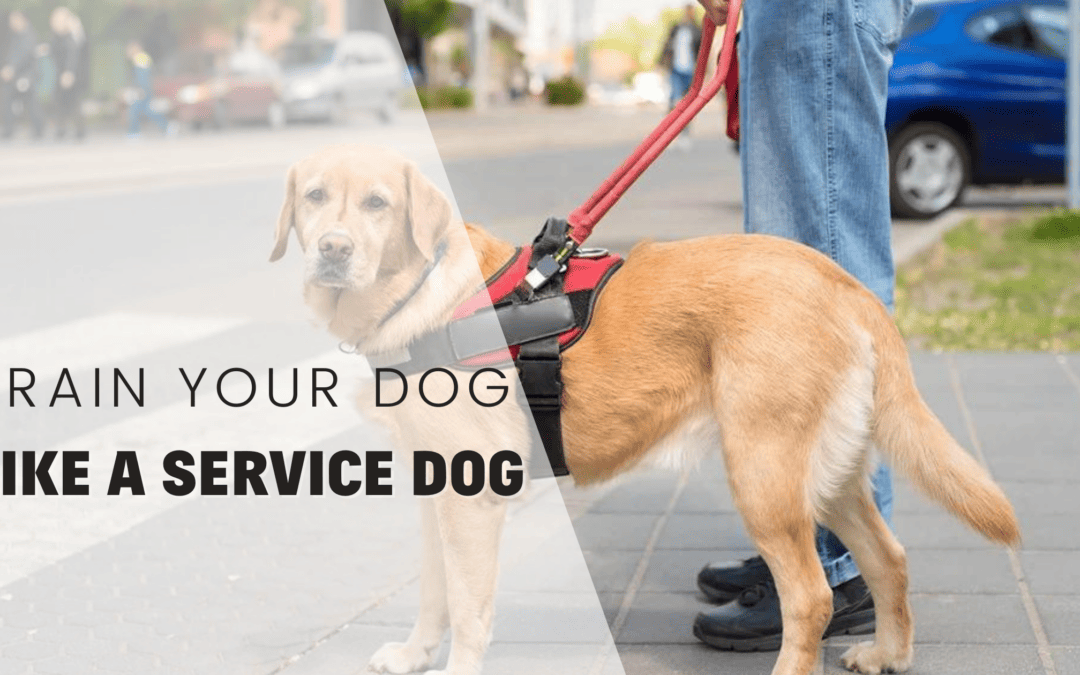 How To Train Your Dog Like A Service Dog