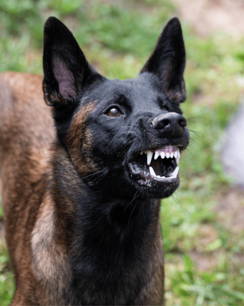 why you don't want a belgian malinois 2