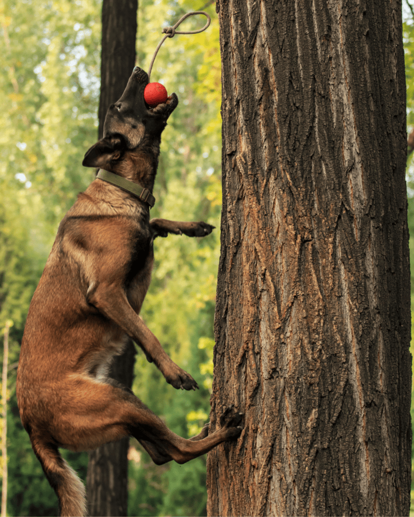 why you don't want a belgian malinois 3