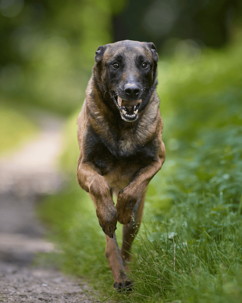 why you don't want a belgian malinois 4