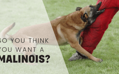 Why Belgian Malinois May Not Be the Best Choice For Your Family Pet