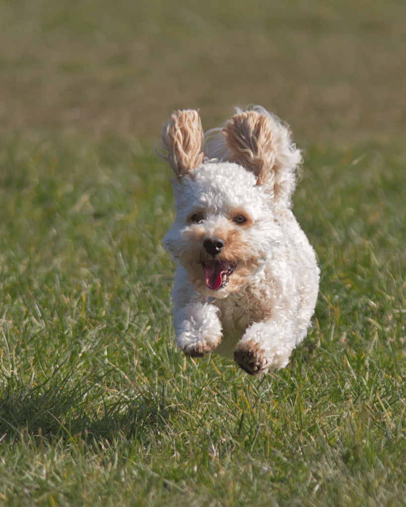 Considerations for Cavapoo Owners (1)