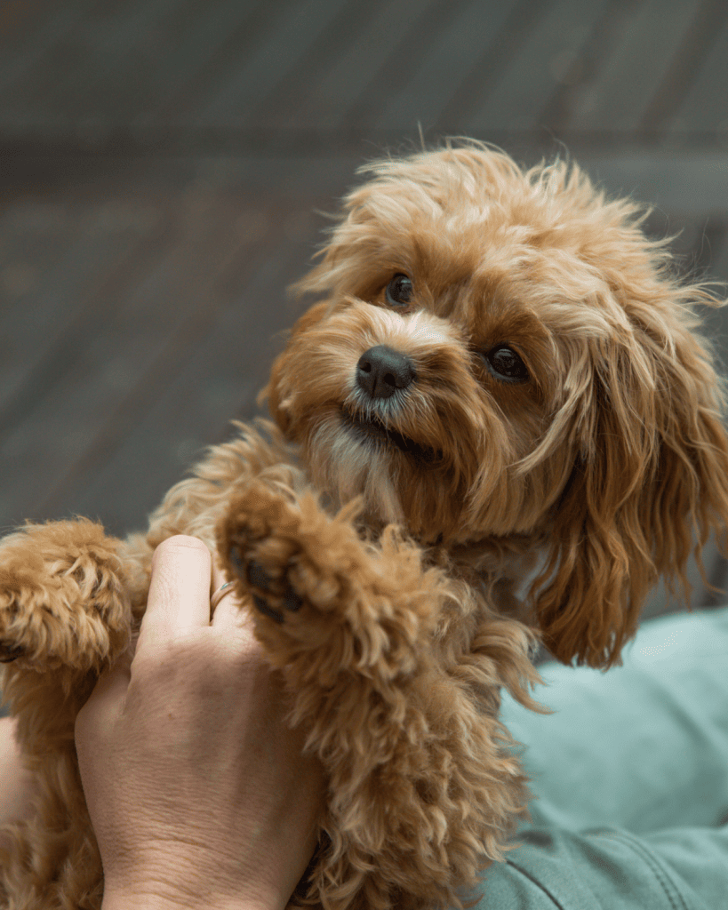 Considerations for Cavapoo Owners (4)