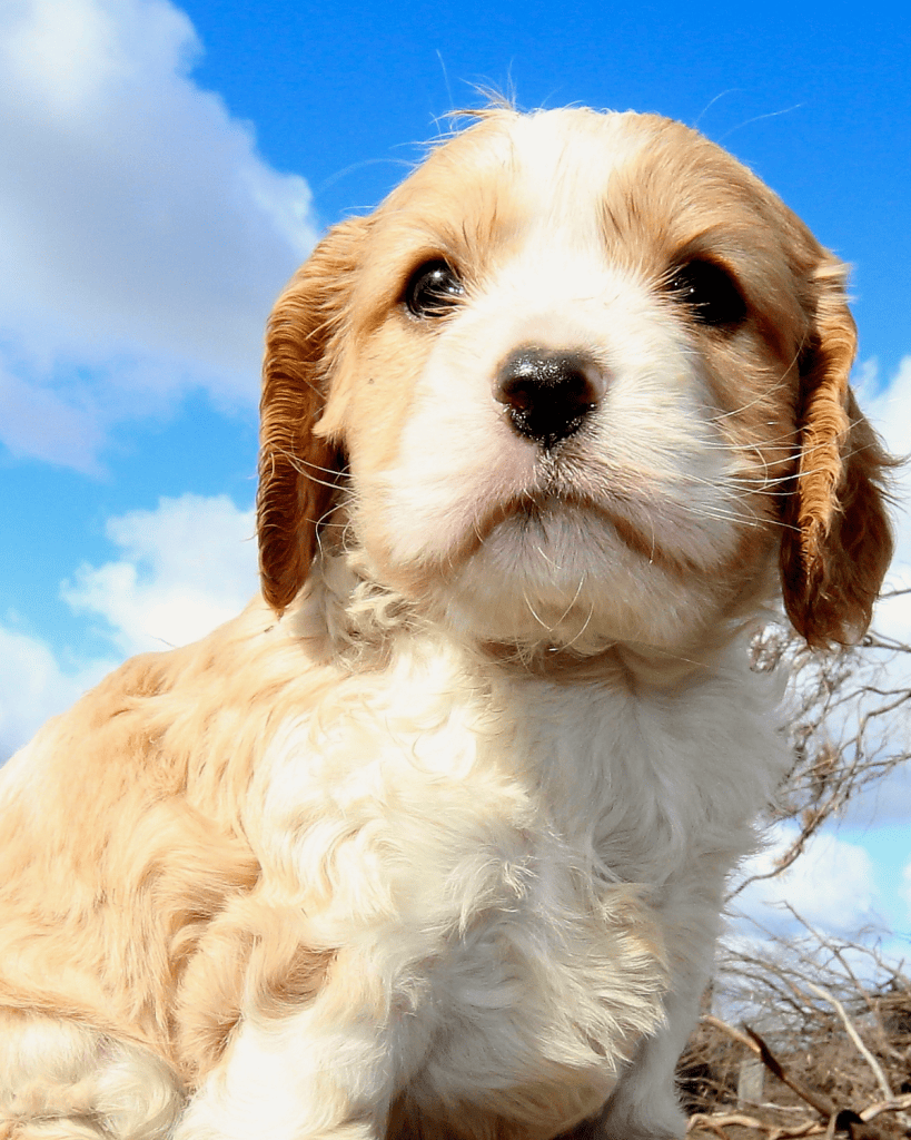 Considerations for Cavapoo Owners