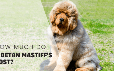 How Much Do Tibetan Mastiff’s Cost? And All About These Fluffy Guardians