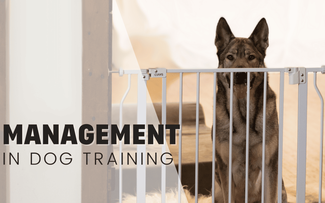 How To Use Management Effectively In Dog Training