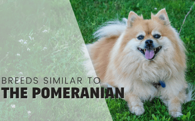15 Dog Breeds Similar To The Adorable Pomeranian